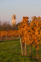 Autumn Colors in the Vineyard Fine Art Print