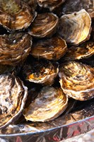 Plate of Oysters, France Fine Art Print