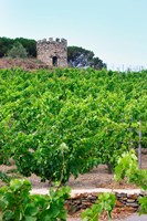 Domaine la Tour Vieille, Vineyard, France Fine Art Print