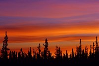 Sunrise Over a Boreal Forest Fine Art Print