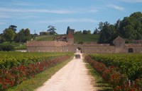 Chateau Grand Mayne and Vineyard Fine Art Print