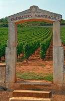 Stone Portico to the Vineyard Chevalier-Montrachet Fine Art Print