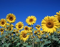 Sunflowers, France Fine Art Print