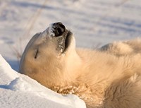 Sleeping Polar Bear Fine Art Print