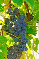 Muscat Noir!, Chateau La Grave Figeac, France Fine Art Print