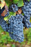 Chateau Carignan, Merlot Grape Vineyard Fine Art Print