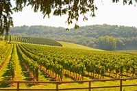 Chateau Carignan, Premieres Cotes de Bordeaux, France Fine Art Print