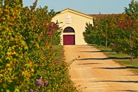 Petit Verdot Vines and Winery Fine Art Print