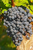 Petit Verdot Vineyard, Chateau Pey la Tour, France Fine Art Print