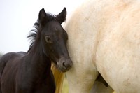 Eiffel Tower in Twilight and Rain Fine Art Print