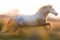 The Louvre at Twilight, Paris, France Fine Art Print