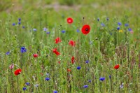 Poppies, Dunkerque Fine Art Print