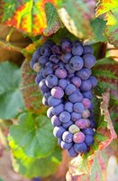 Pinot Noir vineyard, Chambertin Fine Art Print