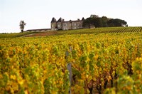 Vineyard and Medieval Chateau Fine Art Print