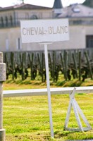 Vineyard and Chateau Cheval Blanc Fine Art Print