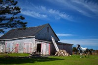 Weathered barn and horse, Guysborough County, Nova Scotia, Canada Fine Art Print