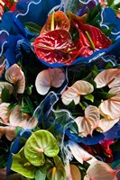 Flamingo Flower, Seafront Market Fine Art Print