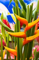 Heliconia Flower, Seafront Market Fine Art Print