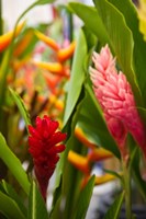 Red Ginger Flowers, Seafront Market Fine Art Print