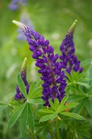 Lupine Flowers Fine Art Print