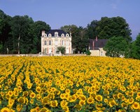 Sunflowers and Chateau, Loire Valley, France Fine Art Print