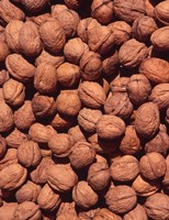 Walnuts, Normandy, France Fine Art Print