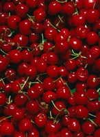 Cherries, Normandy, France Fine Art Print
