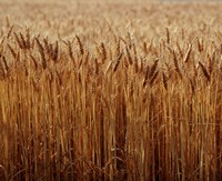 Field of Wheat, France Fine Art Print