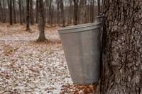 Maple Trees in Quebec Fine Art Print