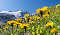 Rough Hawkbit, Zillertal Alps Fine Art Print