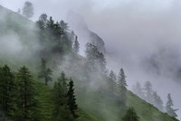 Forest in Tyrol, Austria Fine Art Print