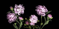 Peonies Fine Art Print