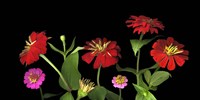 Mixed Zinnias Fine Art Print