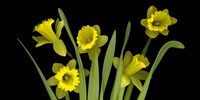 Daffodils 4 Fine Art Print