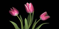Tulips 4 Fine Art Print