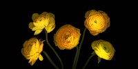 Yellow Ranunculus 3 Fine Art Print