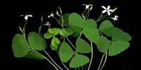 Shamrocks Fine Art Print