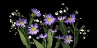 Asters & Baby's Breath 2 Fine Art Print