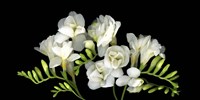 Freesia 3 Fine Art Print
