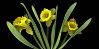 Daffodils 5 Fine Art Print
