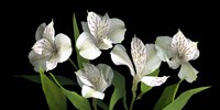 White Alstromeria Fine Art Print