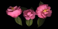 3 Camellias Fine Art Print