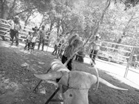 Littlest Cowboys: Dad's Watching Fine Art Print