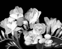 Freesia III Fine Art Print