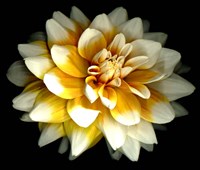 Dahlia Fine Art Print