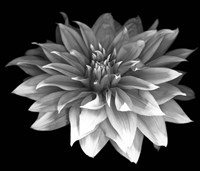 Perfect Dahlia 1 Fine Art Print