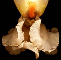 Peach Iris Fine Art Print