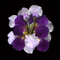 Iris Reconstructed Fine Art Print