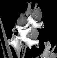Gladiola Fine Art Print