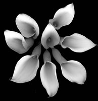 Crystal Blush Calla 2 Fine Art Print